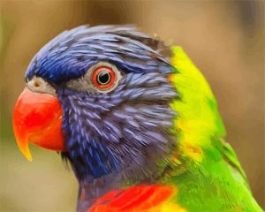 Rainbow lorikeet Paint By Numbers