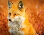 Wild Fox Paint By Numbers