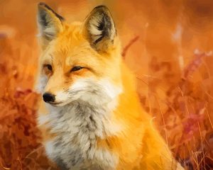 Wild Fox Paint By Numbers