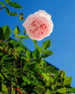 Blooming Rose Paint By Numbers