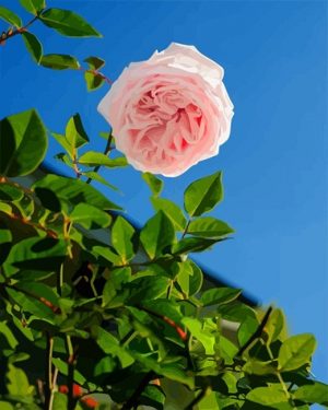 Blooming Rose Paint By Numbers