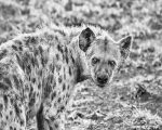 Black And White Hyenas Paint By Numbers
