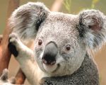 Koala Animal Paint By Numbers
