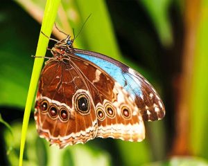 Lepidoptera Butterfly Paint By Numbers