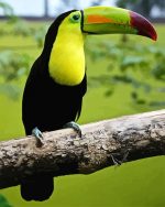 Keel Billed Toucan Paint By Numbers