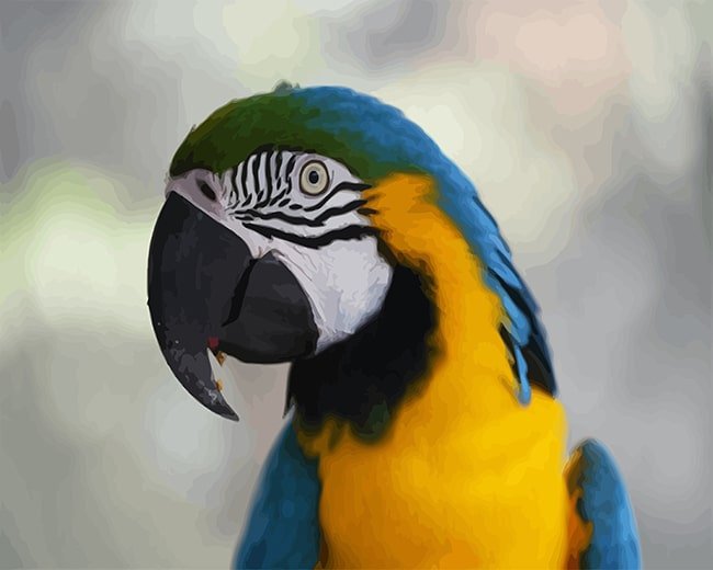 Blue Yellow Macaw Paint By Numbers