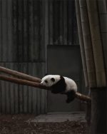 Sad Panda Paint By Numbers