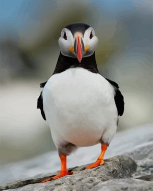 Puffin Bird Paint By Numbers