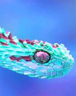 Rainbow African Bush Viper NEW Paint By Numbers