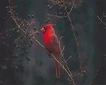 Red Cardinal Bird Paint By Numbers