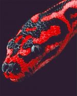 Red And Black Python NEW Paint By Numbers