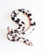 Black And White Snake Paint By Numbers