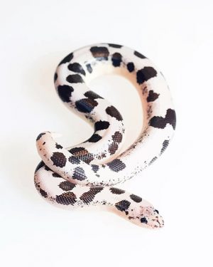 Black And White Snake Paint By Numbers