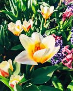 Snow Crocus Paint By Numbers