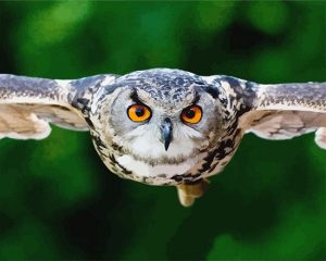 The Angry Owl Paint By Numbers