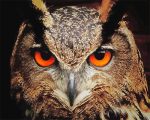 Red Owl Eyes Paint By Numbers