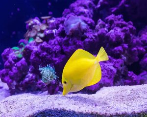 Tropical Yellow Fish Paint By Numbers