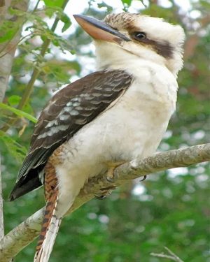 Kookaburra Bird Paint By Numbers