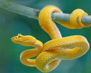 Yellow Snake Paint By Numbers