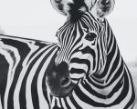 Black And White Zebra Paint By Numbers