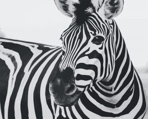 Black And White Zebra Paint By Numbers