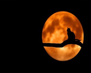 Moon Cat Silhouette Paint By Numbers