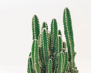 Cactus Plant Paint By Numbers