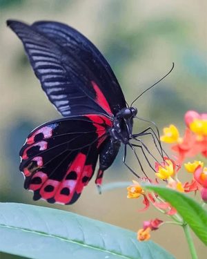 Scarlet Mormon Butterfly Paint By Numbers