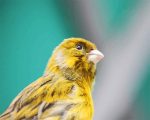 Canary Bird Paint By Numbers