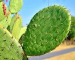Nopal Cactus Paint By Numbers
