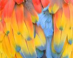 Parrot Feathers Paint By Numbers