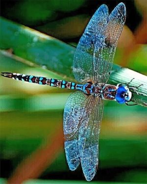 Dragonfly Insect Paint By Numbers