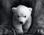 Polar Bear Cub Paint By Numbers