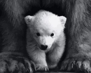 Polar Bear Cub Paint By Numbers