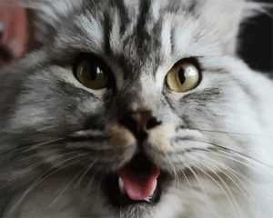 Funny Kitty Paint By Numbers