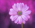 Purple Daisy Paint By Numbers
