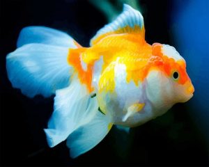 Oranda Fish Paint By Numbers