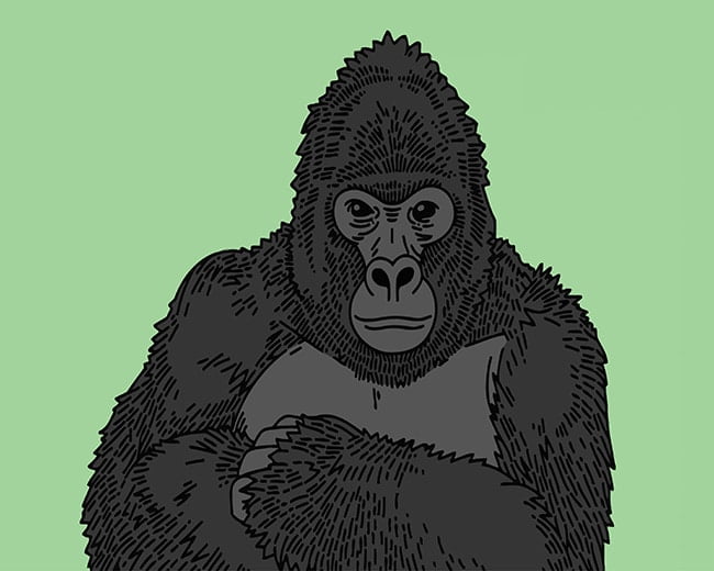 Gorilla Primate Paint By Numbers