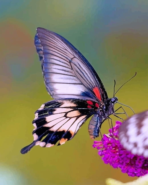 Swallowtail Butterfly Paint By Numbers