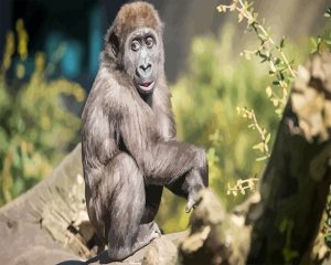 Macaque Monkey Paint By Numbers