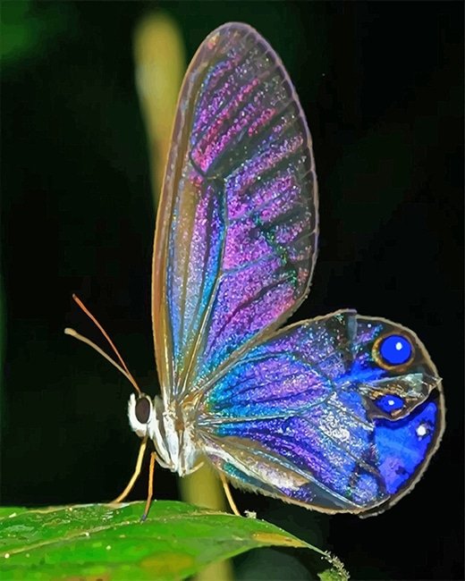 Magical Butterfly Paint By Numbers