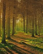 Quiet Forest Paint By Numbers