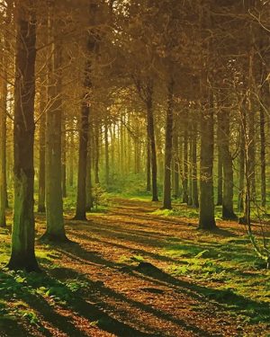 Quiet Forest Paint By Numbers