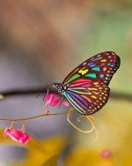 Colorful Butterfly Paint By Numbers