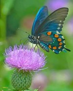 Blue Swallowtail Butterfly Paint By Numbers