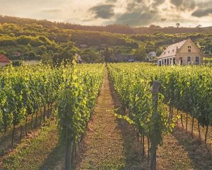 Vineyard Farm Paint By Numbers