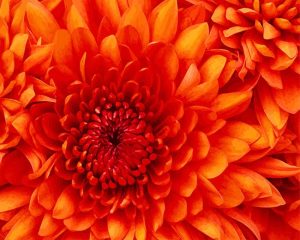 Orange Dahlia Paint By Numbers