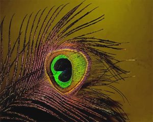 Peacock Feather Paint By Numbers