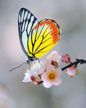 Yellow Butterfly Paint By Numbers