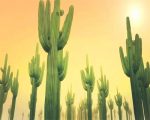 Cactus Plants Paint By Numbers